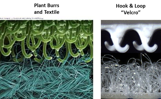 Close-up comparison of the structure of Velcro and plant burrs.