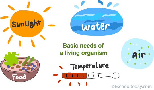 Basic needs of a living organism: Food, Sunlight, Water, Air, Temperature