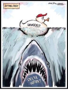 A comic showing a duck wearing a red baseball cap labeled "unvaxxed" swimming unware while a shark labeled "Delta Variant" swims toward it from under the water.