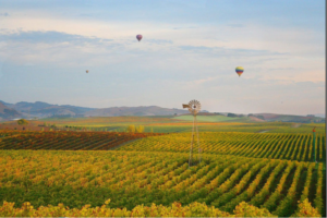 Photograph of a sunrise over a field in Sonoma County, with air balloons floating in the sky.
