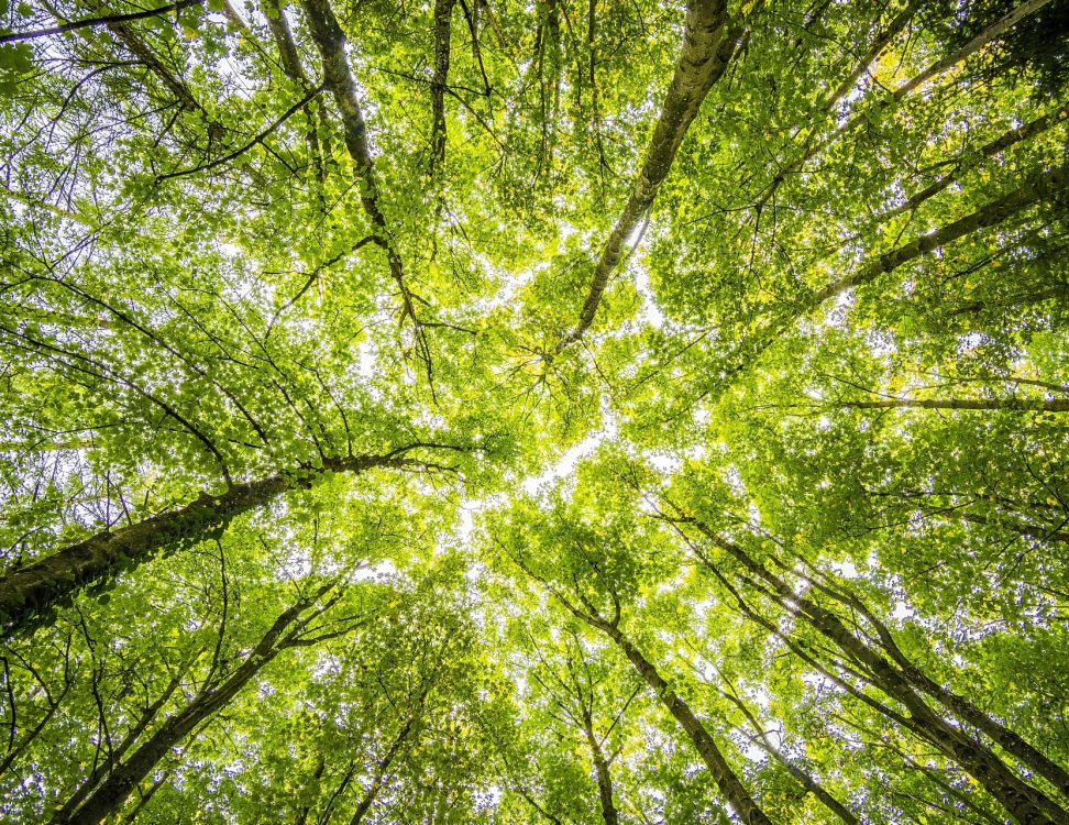 Photo by Felix Mittermeier from Pexels Resized