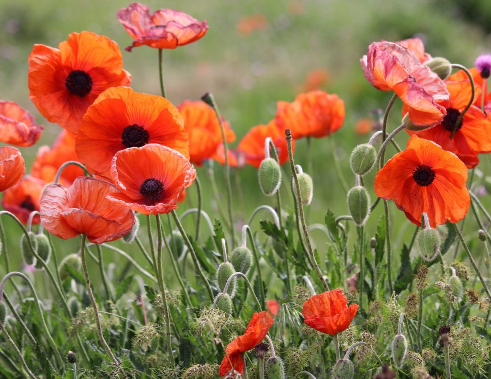 Wildflowers Field of poppies